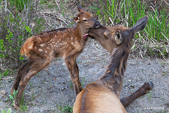 RMEK01343 Rock Mountain Elk