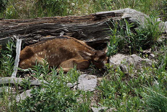 RMEK030124-Rocky-Mountain-Elk-Calf