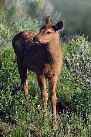 RMEK00622-Rocky-Mountain-Elk
