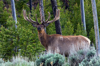 RMEB00221-Rocky-Mountain-Bull-Elk