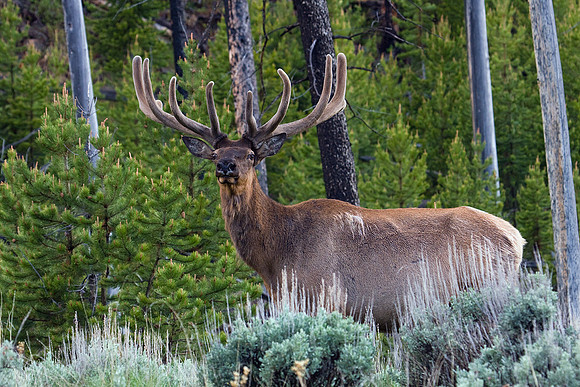 RMEB00221-Rocky-Mountain-Bull-Elk