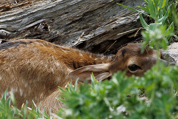 RMEK030127-Elk-Calf