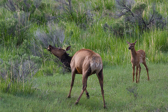 RMEK01018-Rocky-Mountain-Elk