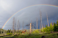 Bull Elk and Rainbow - RMEB00149