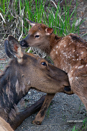 RMEK01385 Rock Mountain Elk