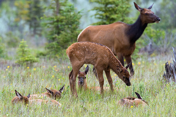 RMEK00371-Rocky-Mountain-Cow-Elk-with-Calves-