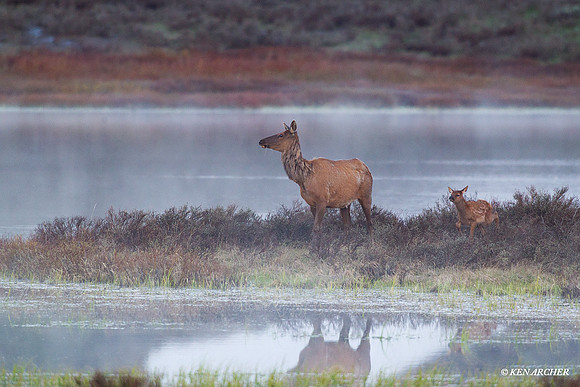 RMEK01468 Rocky Mountain Elk