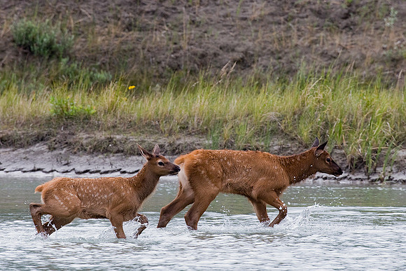 RMEK00245-Rocky-Mountain-Elk-Calves-