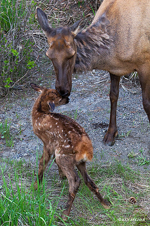 RMEK01306 Rock Mountain Elk