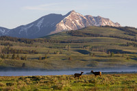 Rocky Mountain Elk - RMEK00905