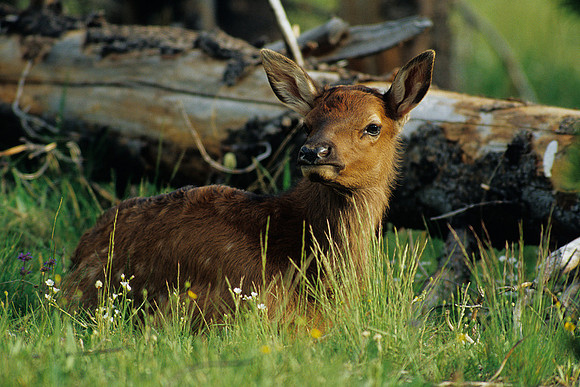 RMEK010799-Elk-Calf