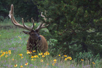 RMEK494134-Rocky-Mountain-Bull-Elk,-Summer-Velvet