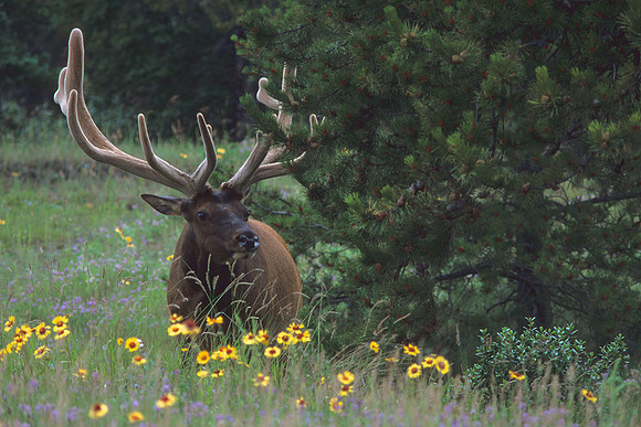 RMEK494134-Rocky-Mountain-Bull-Elk,-Summer-Velvet