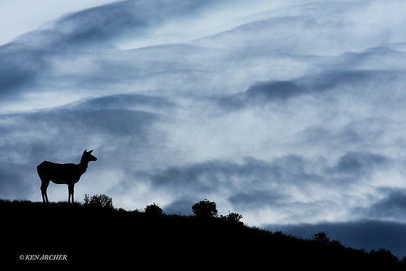 RMEK01450 Rock Mountain Elk