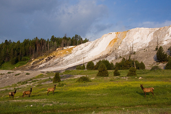 RMEK00692-Rocky-Mountain-Elk