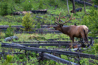 RMEB00231-Rocky-Mountain-Bull-Elk