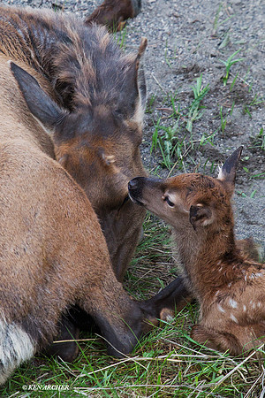 RMEK01389 Rock Mountain Elk