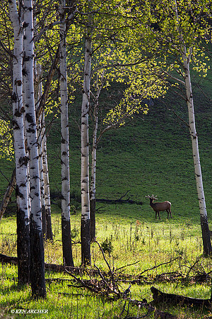 RMEB00411 Rock Mountain Bull Elk