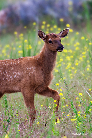 RMEK00785 Rocky Mountain Elk