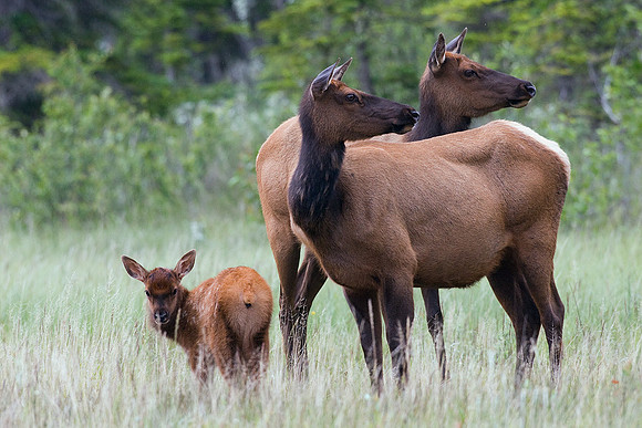 RMEK00258-Rocky-Mountain-Cow-Elk-with-Calf-