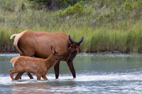 Cow Elk with Calf - RMEK00341