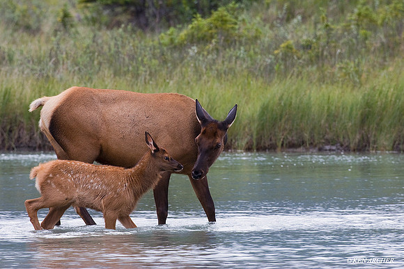 Cow Elk with Calf - RMEK00341