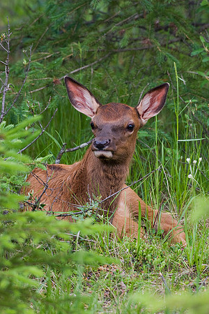 RMEK00207-Rocky-Mountain-Elk-Calf