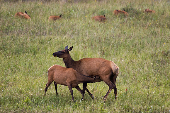 RMEK00234-Rocky-Mountain-Elk-Cow-and-Yearling-Calf