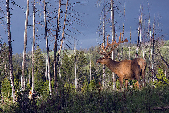 RMEB00179-Rocky-Mountain-Bull-Elk