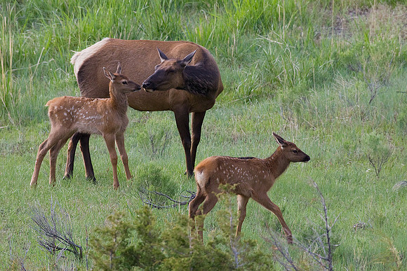 RMEK01035-Rocky-Mountain-Elk