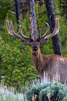 RMEB00226-Rocky-Mountain-Bull-Elk