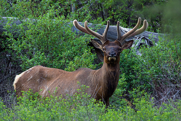 RMEB00091-Rocky-Mountain-Elk