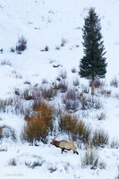 EKWR01083 Rocky Mountain Elk