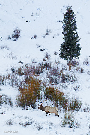 EKWR01083 Rocky Mountain Elk