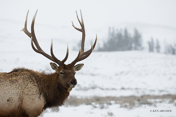 EKWR02591 - Rocky Mountain Elk