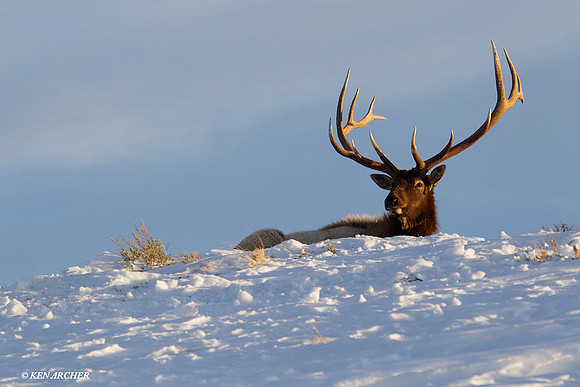 EKWR00614 Rocky Mountain Elk