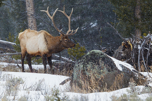 EKWR01767 - Rocky Mountain Elk