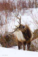 EKWR00997 Rocky Mountain Elk