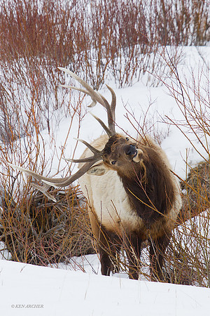 EKWR00997 Rocky Mountain Elk