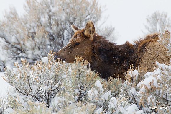 EKWR01388 - Rocky Mountain Elk