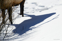 EKWR01128 Rocky Mountain Elk