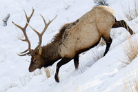 EKWR01057 Rocky Mountain Elk