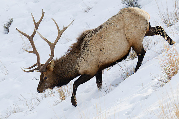 EKWR01057 Rocky Mountain Elk