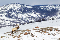 EKWR01202 Rocky Mountain Elk
