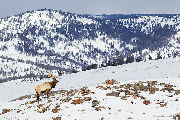 EKWR01202 Rocky Mountain Elk
