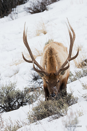 EKWR02602 - Rocky Mountain Elk