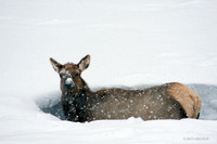 Rocky Mountain Elk