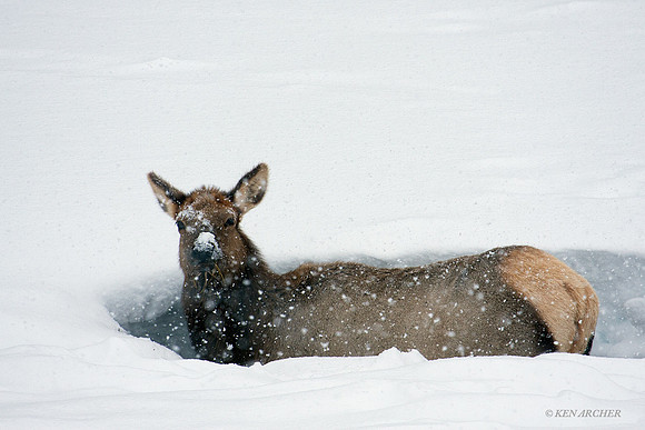 Rocky Mountain Elk