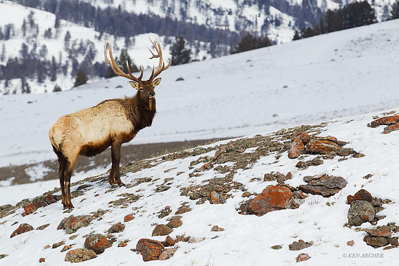 EKWR01192 Rocky Mountain Elk