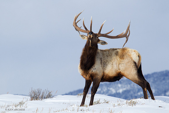 EKWR00240 Rocky Mountain Elk